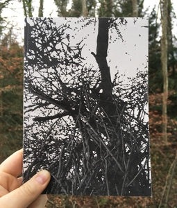 De l’arbre à palabre à l’arbre numérique