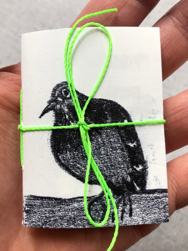 pigeon sur chaise