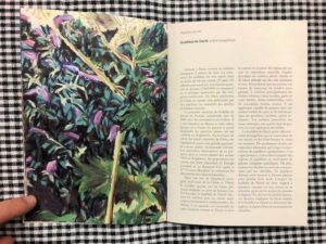 Plantes / illustration 1